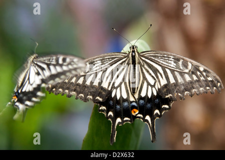 Lime butterfly (Papilio demoleus) is a butterfly usually seen in large parts of Asia. Stock Photo
