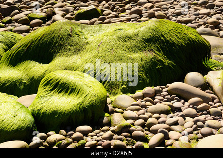 Bright green seaweed covering rocks in the intertidal zone on a beach in the Western Isles of Scotland Stock Photo