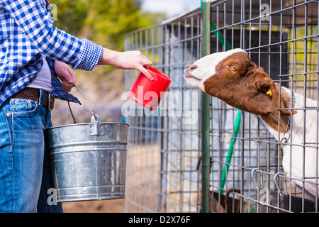 Goat getting fed on a livestock farm Stock Photo