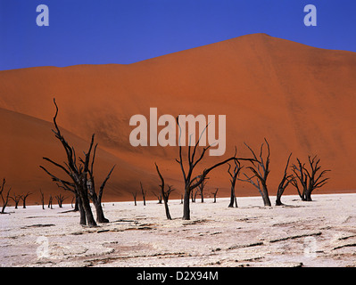 Dead trees in a vlei in the Namib desert, Namibia, Africa Stock Photo