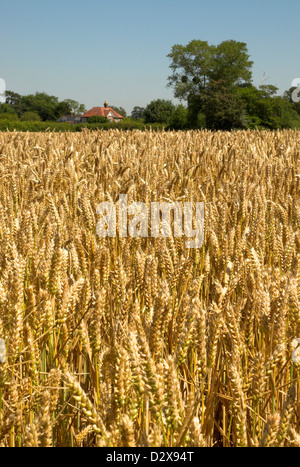 A wheat field in high summer on the Hampshire - West Sussex border. Stock Photo