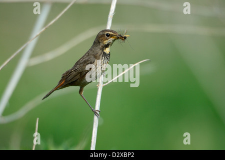 Blaukehlchen, Weibchen (Luscinia svecica) Blue throat, female • Bayern, Deutschland Stock Photo