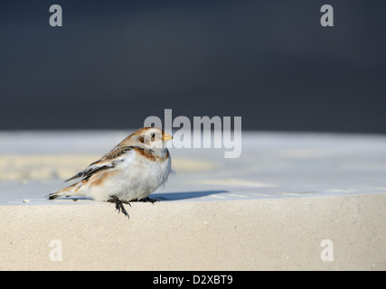 Adult female Snow Bunting (Plectrophenax nivalis)  with space for copy Stock Photo