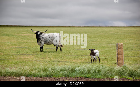 Mother longhorn cow with her baby in a grassy field. Stock Photo