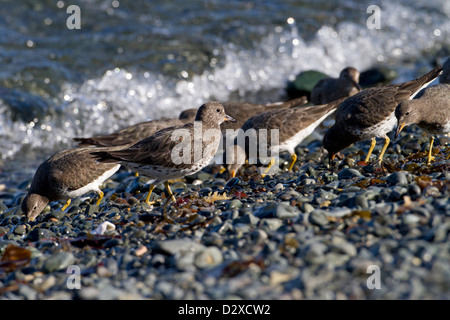 Surfbird (Aphriza virgata) flock feeding along shoreline at Neck Point, Nanaimo, Vancouver Island, BC, Canada in March Stock Photo