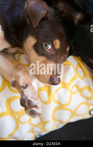 Kelpie puppy Stock Photo