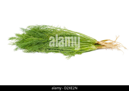 dill on white background Stock Photo