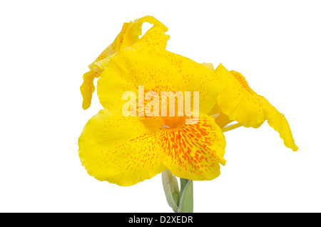 Yellow Canna flower isolated on white background Stock Photo