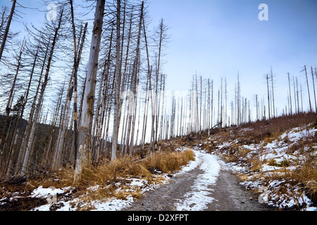 old dead pine trees in Harz mountains, Germany Stock Photo