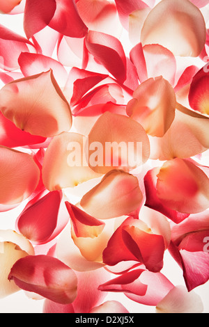 Close up of peach and pink flower petals Stock Photo