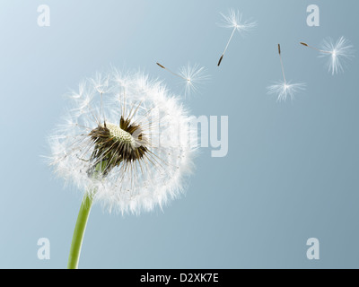 Close up of seeds blowing from dandelion on blue background Stock Photo