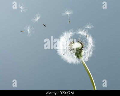 Close up of seeds blowing from dandelion on blue background Stock Photo