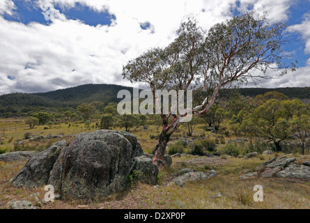 A river red gum (Eucalyptus camaldulensis) standing on its own beside a boulder in Namadgi National Park. Stock Photo