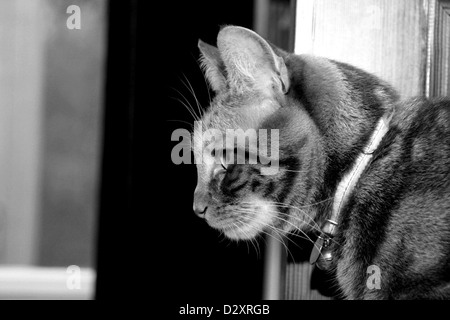 black and white photo of ginger cat profile Stock Photo