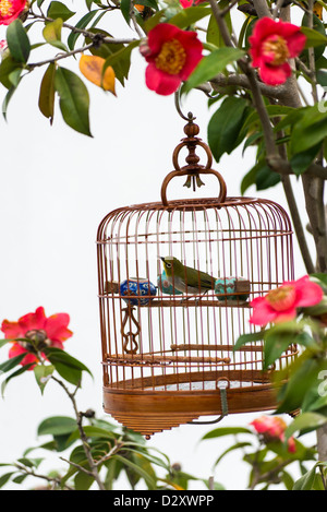 A bird in a bamboo cage hanging from a tree in a park in Hong Kong Stock Photo