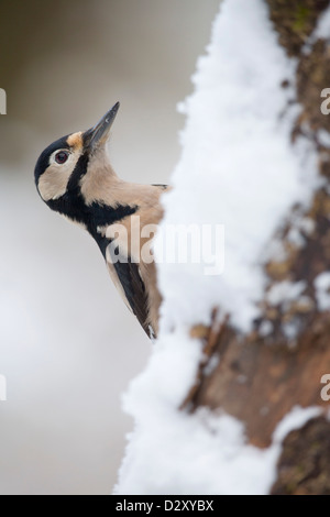 Great Spotted Woodpecker; Snow; UK Stock Photo