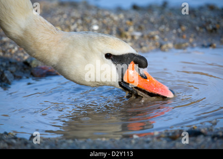 Mute Swan; Cygnus olor; Portrait; UK Stock Photo