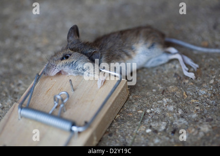 A common house mouse (Mus musculus) lying dead in a traditional wooden mouse trap. Stock Photo