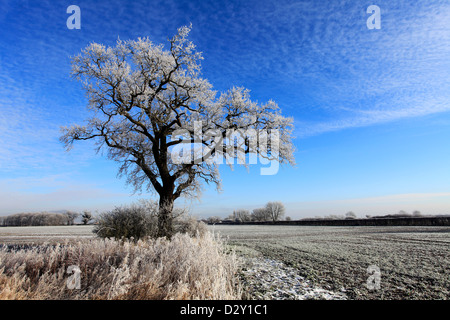 Hoare frost winter scene, Fenland fields near Ramsey town, Fenland, Cambridgeshire, England; Britain; UK Stock Photo