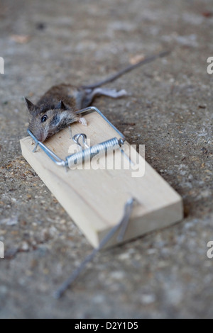 A common house mouse (Mus musculus) lying dead in a traditional wooden mouse trap. Stock Photo