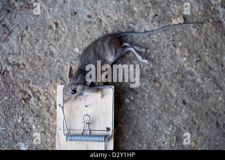 A common house mouse (Mus musculus) lying dead in a traditional wooden mouse trap. Stock Photo