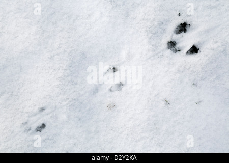 Animal Tracks in the Snow; Possibly Rat; UK Stock Photo