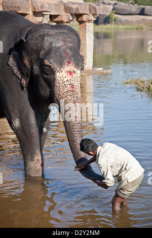 Mahout (elephant keeper) washing the elephant´s tromp. Hampi. India Stock Photo