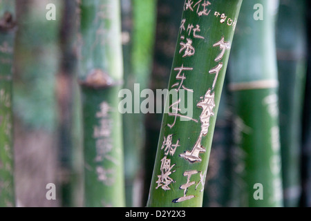 Bamboo trunks with engravings on. Stock Photo