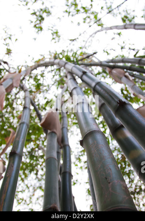 Bamboo trunks with engravings on. Stock Photo