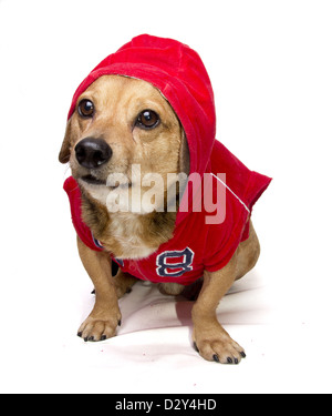 Dachshund dog dressed in costume of Soviet astronaut with text USSR on