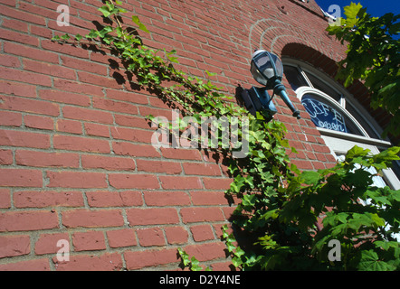 Brick Wall with Ivy Stock Photo