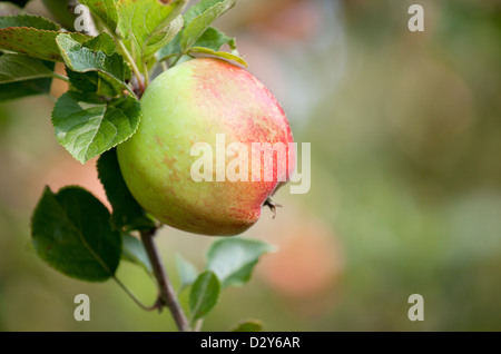 -Malus domestica Bramley's Seedling Apple Stock Photo