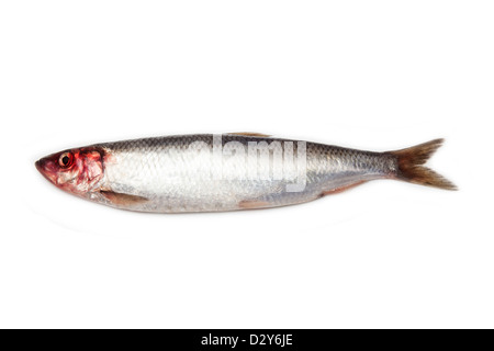 Herring isolated on a white studio background. Stock Photo