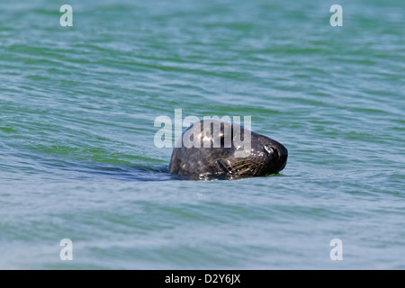 Grey seal / gray seal (Halichoerus grypus) male swimming along the North sea coast Stock Photo