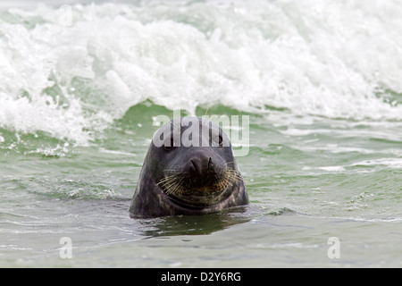 Grey seal / gray seal (Halichoerus grypus) male swimming in surf along the North sea coast Stock Photo