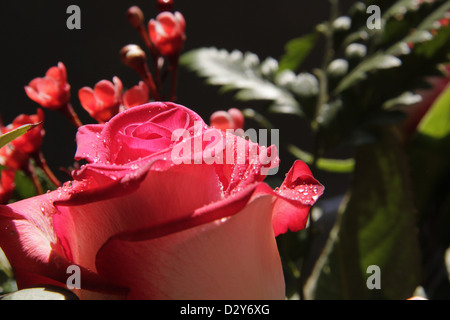 Beautiful Strawberry and cream rose bud with water drops Stock Photo