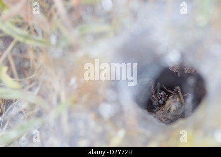Labyrinth Spider Agelena labyrinthica in funnel web with prey Stock Photo
