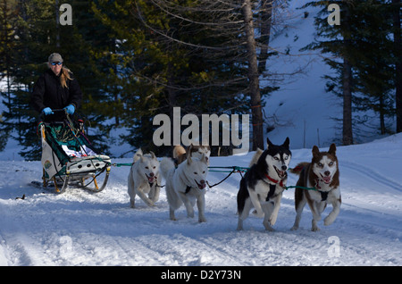 The Eagle Cap Extreme dog sled race in Oregon's Wallowa Mountains. Stock Photo