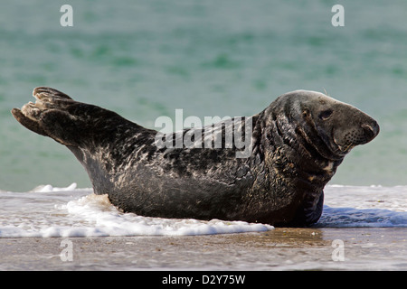 Grey seal / gray seal (Halichoerus grypus) male lying on beach in the surf along the North Sea coast Stock Photo