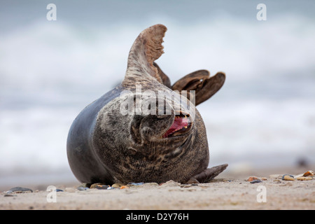 Grey seal / gray seal (Halichoerus grypus) lying on beach and calling along the North Sea coast Stock Photo