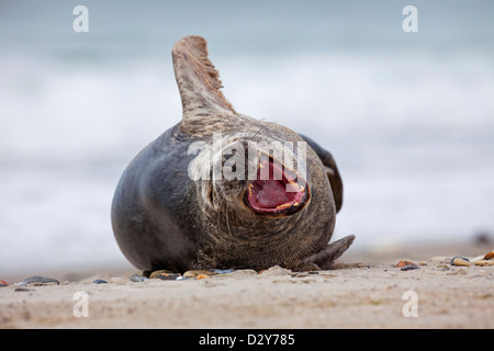 Grey seal / gray seal (Halichoerus grypus) lying on beach and yawning along the North Sea coast Stock Photo