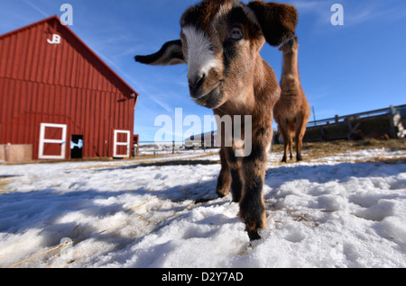 Baby goat with a guard llama on a farm in Oregon's Wallowa Valley. Stock Photo