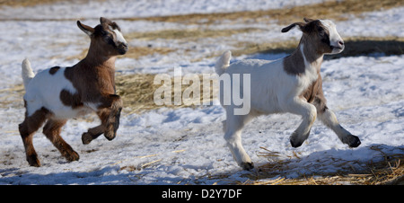 Baby goats on a farm in the Wallowa Valley, Oregon. Stock Photo