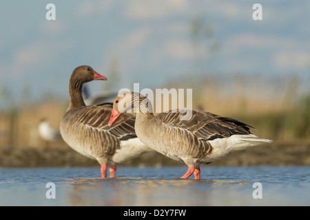 Pair of Greylag Goose Anser anser standing in shallow water Stock Photo