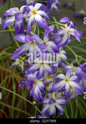 Glory of the Sun, Leucocoryne coquimbensis, Alliaceae. Chile, South America. Stock Photo