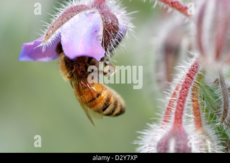 Honey bee on a Borage flower Stock Photo