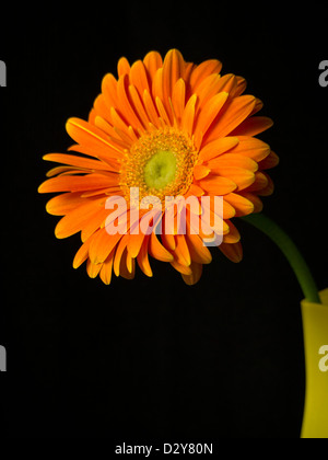 Orange gerbera in a glass yellow vase on a black background Stock Photo