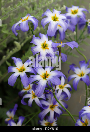 Glory of the Sun, Leucocoryne coquimbensis, Alliaceae. Chile, South America. Stock Photo