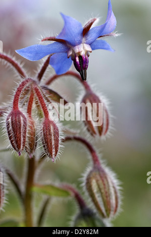 Borage officinalis , also known as a Starflower Stock Photo