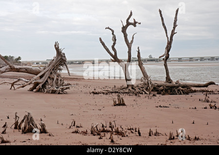 Boneyard Beach on Big Talbot Island Florida along the Atlantic Coast famous for the salt-washed skeletons of fallen trees. Stock Photo